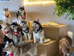 -Husky Go! 哈士奇体验馆·宠物咖啡厅狗咖