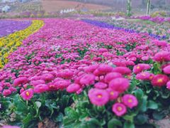 -紫颐香薰山谷景区