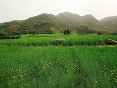 -新建村梅花