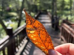 -汤旺河林海奇石景区