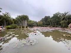 -中国科学院西双版纳热带植物园