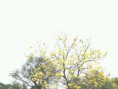 android_upload_pic-松山湖梦幻百花洲