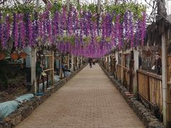 -呀路古热带植物园