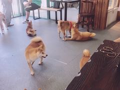 -柴源莊·柴小宠柴犬咖啡