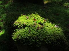 -西芳寺(苔寺)