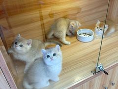 -猫十亿·布偶金渐层·曼基康矮脚猫舍(青年路店)
