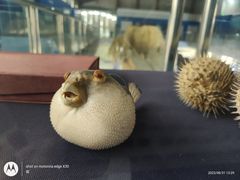 -上海海洋大学鱼文化博物馆(军工路校区)