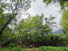 -阳台山自然风景区
