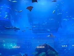 -迪拜水族馆及水下动物园