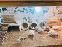 -美联众合爱康动物医院•复杂内科•肿瘤科•牙科•腔镜诊疗中心