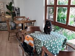 -有猫主题·治愈系猫咖(曾厝垵店)