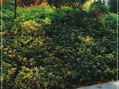 -复旦大学附属肿瘤医院(徐汇院区)