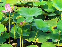 -天津东丽湖风景区