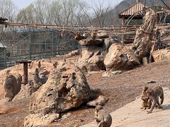 -石家庄市动物园