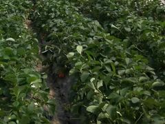 -小鱼草莓采摘园农家乐·小鱼餐厅