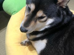 -逗柴咖啡屋·狗咖猫咖宠物桌游