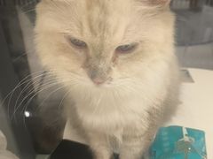 -怪兽屋·羊驼·猫咖·狗咖(俊华广场店)