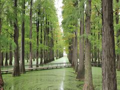 -渌洋湖湿地公园