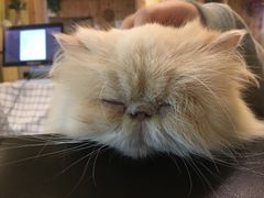 -猫色咖啡·猫咖