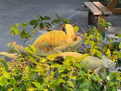 -广州长隆飞鸟乐园