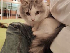 -MOYOYO猫咪咖啡店