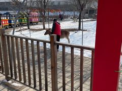 -北京鹿世界主题园