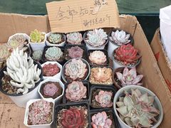 -曲阳花鸟市场(曲阳路店)