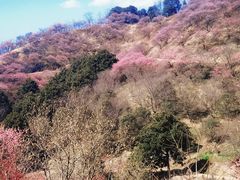 -新建村梅花