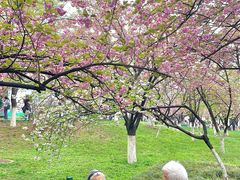 -西安青龙寺遗址景区