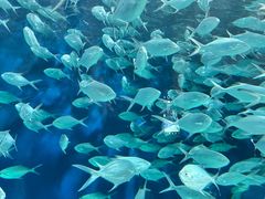 -上海海洋水族馆