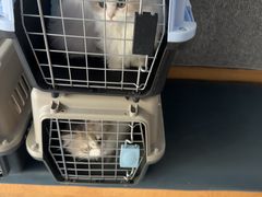 -伟伟宠物医院·瑞派猫友好医院·猫科(光谷店)