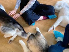 -Husky Go! 哈士奇体验馆·宠物咖啡厅狗咖