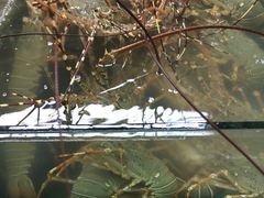 -班赞海鲜市场