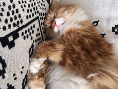 -平行世界·猫咖(首经贸店)