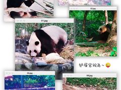 -都江堰中华大熊猫苑