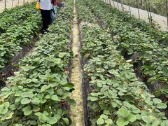 -小鱼草莓采摘园农家乐·小鱼餐厅