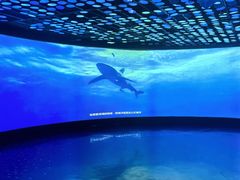 -同济大学四平路校区深海探索馆