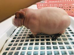 -Moni星球萌宠·小马宝莉·灵蛇·高端高阶全萌宠互动体验俱乐部(红豆国际广场店)