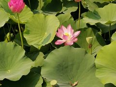 -羊亭河湿地公园