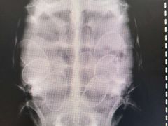 -瑞派·关忠动物医院·异宠专科·犬猫肿瘤·皮肤专科(望京店)