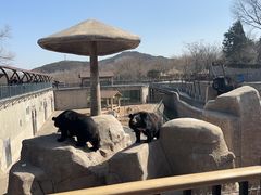 -石家庄市动物园