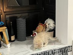 -唐小姐の猫狗洗护·购宠旗舰店(周浦万达店)