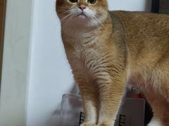 -欣宠猫屋·矮脚拿破仑·蓝金金渐层