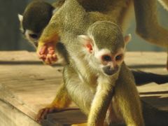 -灵玲国际马戏城