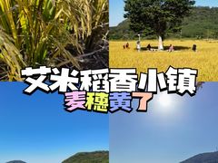 -艾米稻香小镇