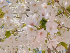 -古柏渡丰乐樱花园