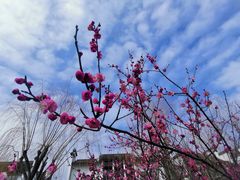 -无锡梅园公园