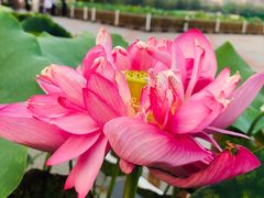 -莲花池公园