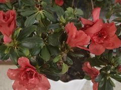 -榆林镇筋饼(文端总店)