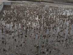 -天津东丽湖风景区